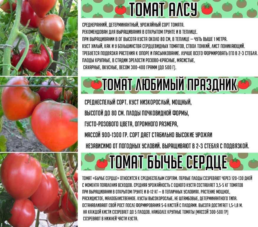 Лучшие сорта или виды помидоров на любой вкус и цвет