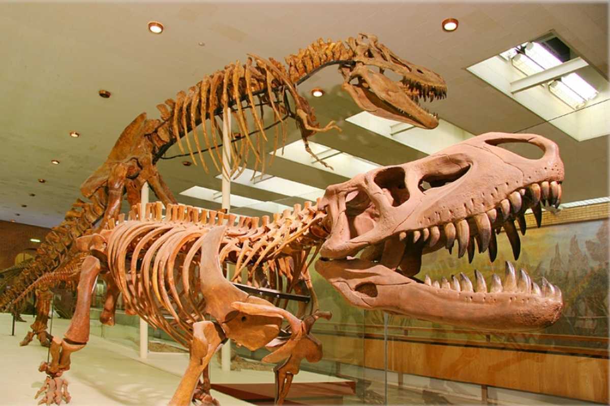 Палеонтологический музей в москве |