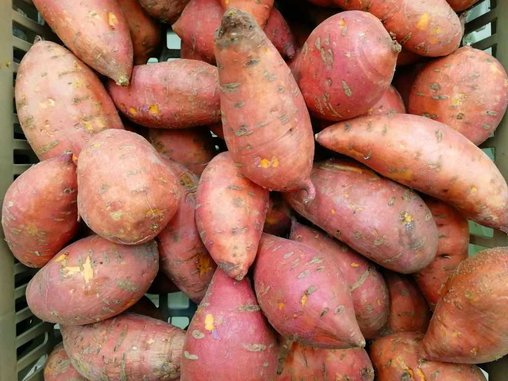 Польза и вред батата: что представляет собой этот экзотический овощ + лечебные свойства и противопоказания сладкого картофеля