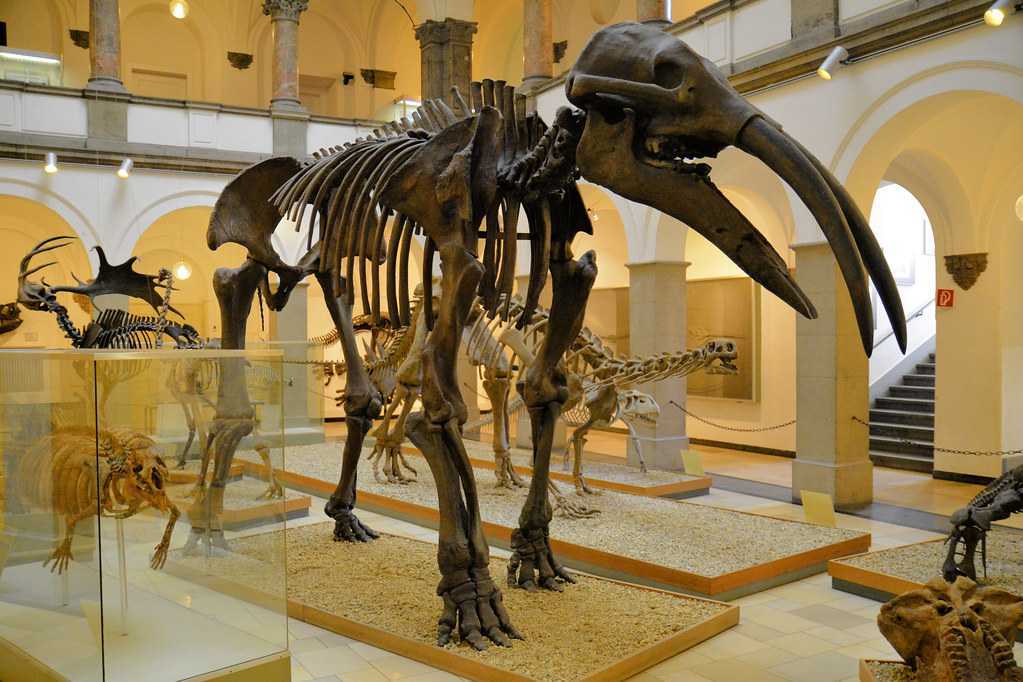 Палеонтологический музей