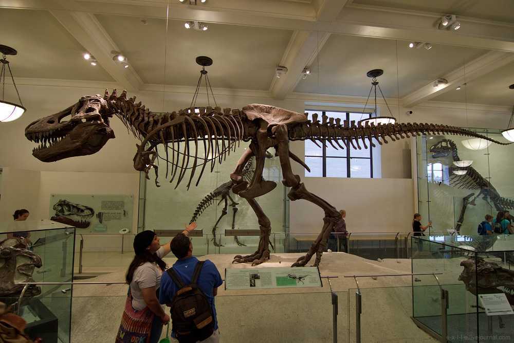 Палеонтологический музей в москве