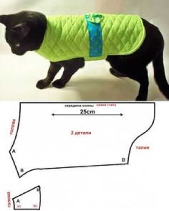 Одежда для кошек, какая подойдет для дома и улицы, какие есть нюансы