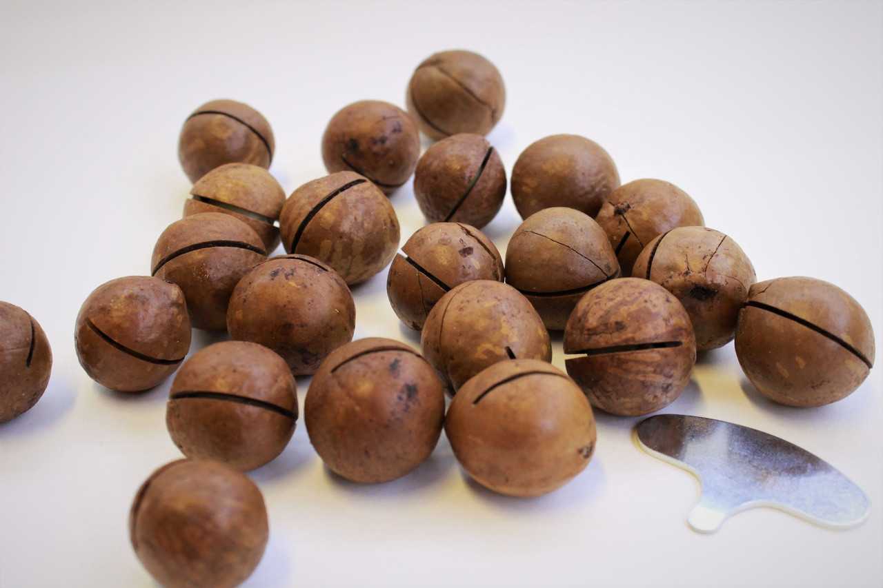 Макадамия, или австралийский орех. описание, условия выращивания, размножение. фото — ботаничка