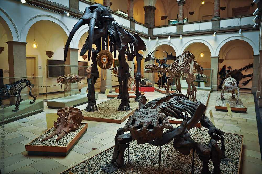 Палеонтологический музей в москве ✮ достопримечательности россии 2019