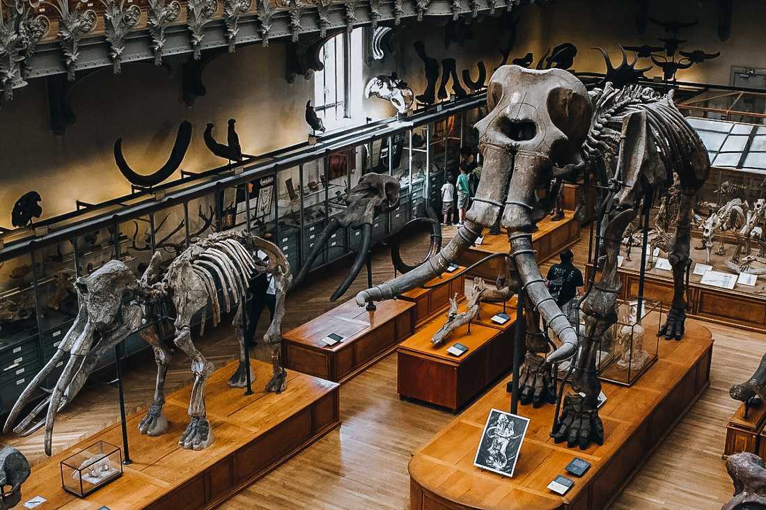 Палеонтологический музей им. ю.а.орлова | izi.travel