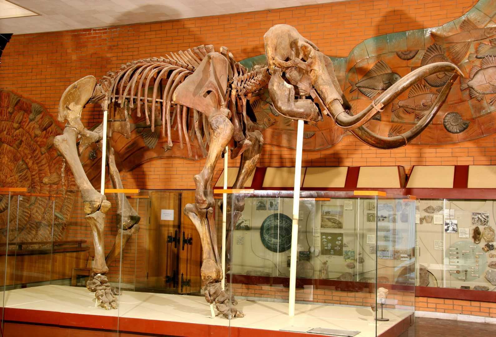 Палеонтологический музей в москве ✮ достопримечательности россии 2019