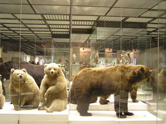 Дарвиновский музей в москве