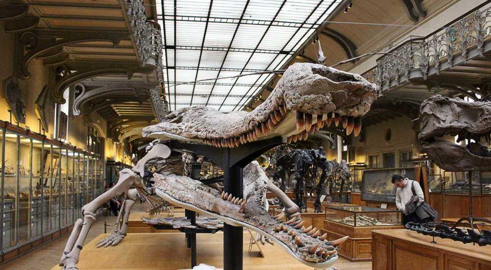 Палеонтологический музей в москве