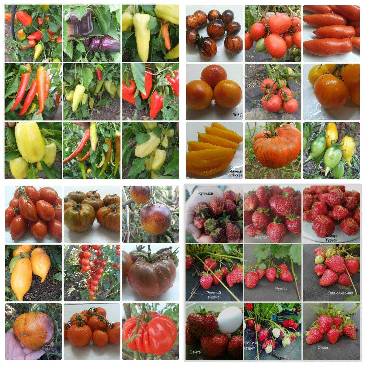Виды томатов и их отличие: классификация помидоров для открытого грунта, фото разновидностей