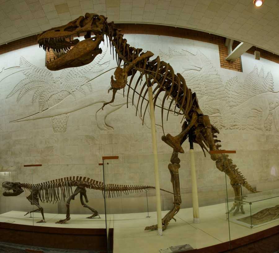 Палеонтологический музей имени ю.а. орлова - справочная информация и чем знаменит музей палентологии в москве